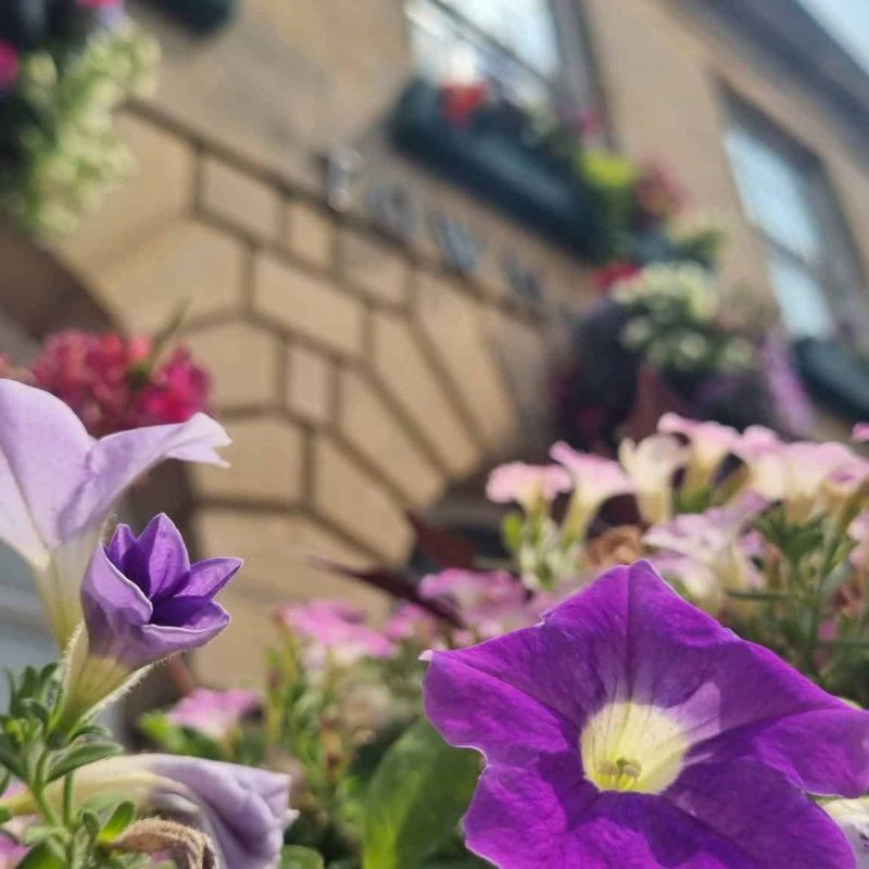 Town-hall-bloom