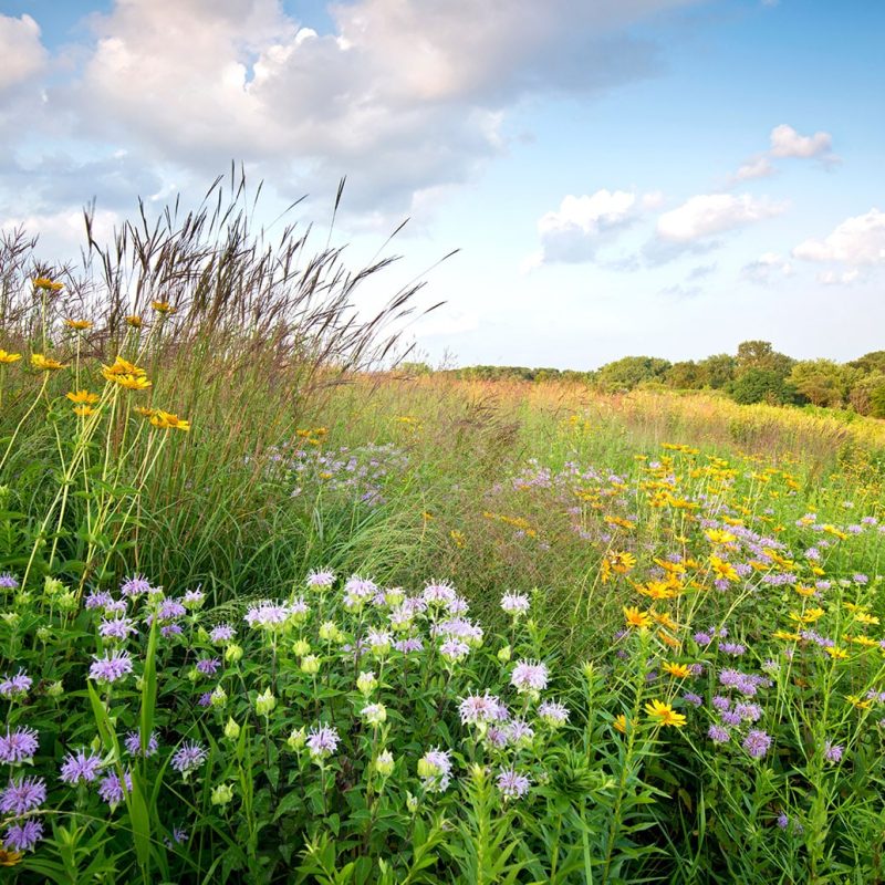 Sunset light on native grasses wildflowers in a Midwest prairie.